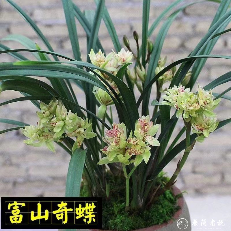 富山奇蝶